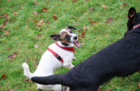 Canon R6 Mark III recenze - psi