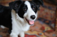 Canon R6 Mark III recenze - pes