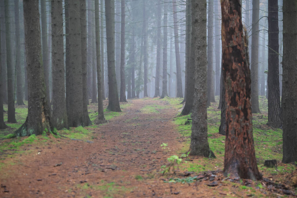 Canon R6 Mark III recenze - les