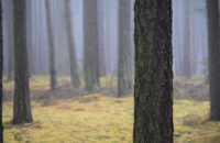 Canon R6 Mark III recenze - les