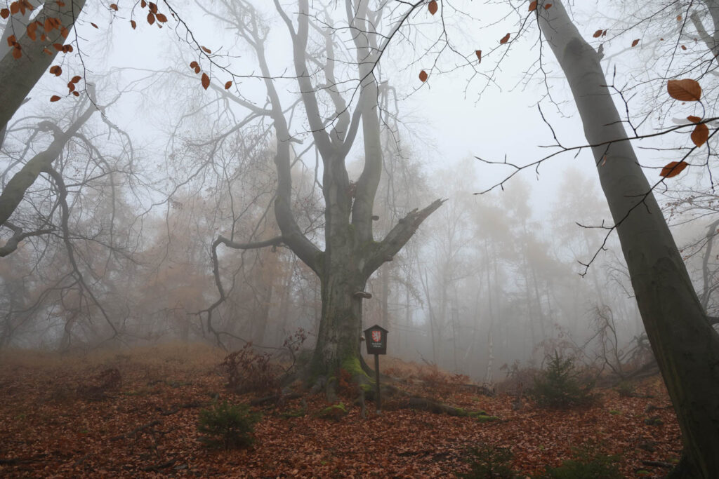 Canon R6 Mark III recenze - les