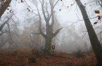 Canon R6 Mark III recenze - les