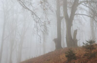 Canon R6 Mark III recenze - les