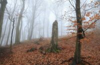 Canon R6 Mark III recenze - les