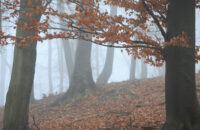 Canon R6 Mark III recenze - les