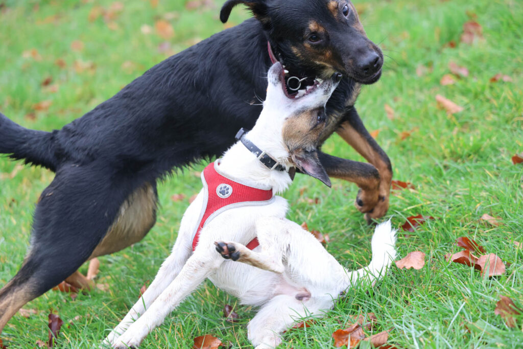 Canon R6 Mark III recenze - psi