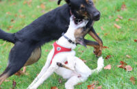 Canon R6 Mark III recenze - psi