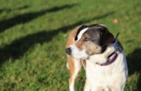 Canon R6 Mark III recenze - psi