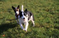 Canon R6 Mark III recenze - psi