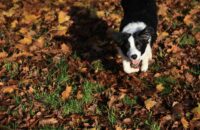 Canon R6 Mark III recenze - pes