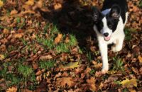 Canon R6 Mark III recenze - pes