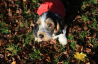 Canon R6 Mark III recenze - pes