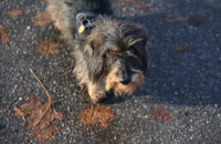 Canon R6 Mark III recenze - pes