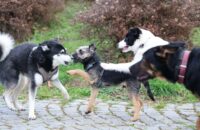 Canon R6 Mark III recenze - psi