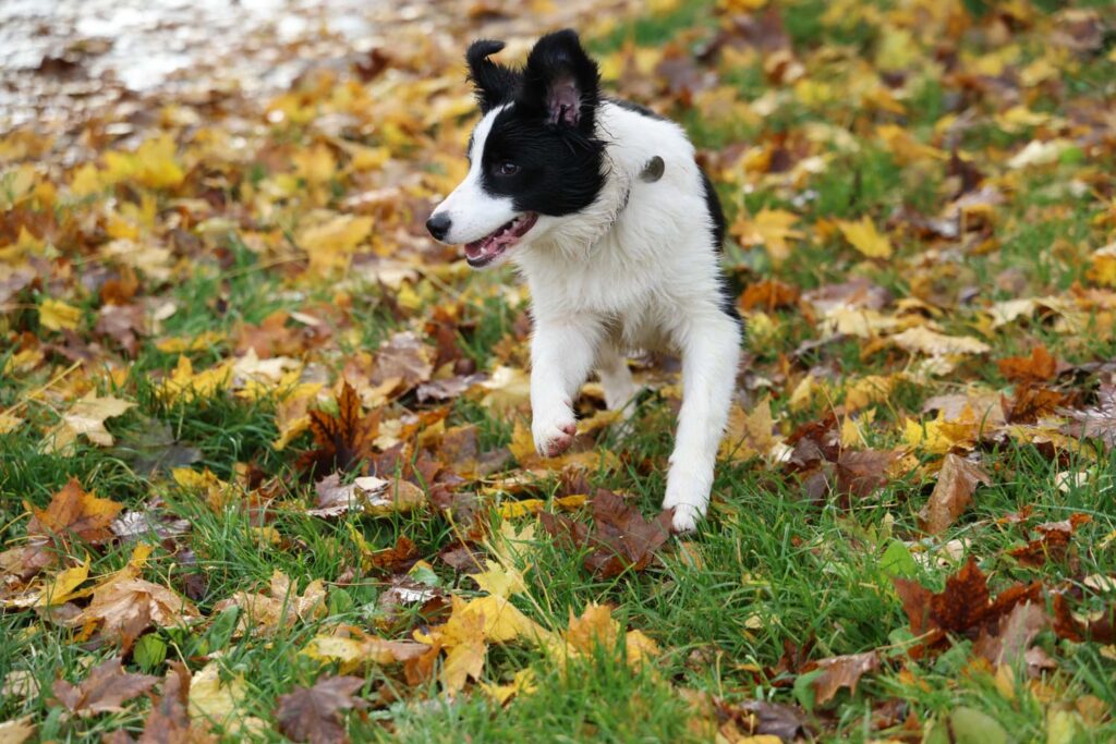 Canon R6 Mark III recenze - psi