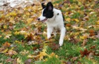 Canon R6 Mark III recenze - psi