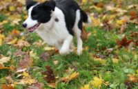 Canon R6 Mark III recenze - psi