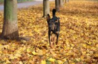 Canon R6 Mark III recenze - psi