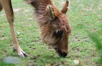 Canon RF 75-300mm F4-5.6 recenze