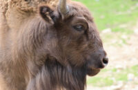 Canon RF 75-300mm F4-5.6 recenze