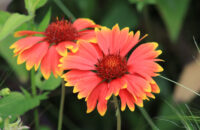 Canon RF 75-300mm F4-5.6 recenze