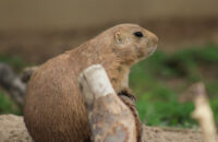 Canon RF 75-300mm F4-5.6 recenze