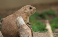 Canon RF 75-300mm F4-5.6 recenze