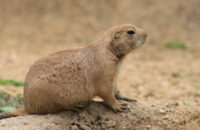 Canon RF 75-300mm F4-5.6 recenze