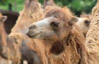 Canon RF 75-300mm F4-5.6 recenze