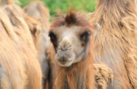 Canon RF 75-300mm F4-5.6 recenze