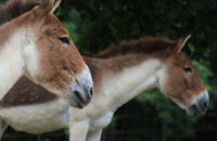 Canon RF 75-300mm F4-5.6 recenze