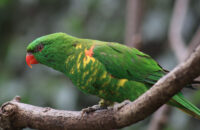 Canon RF 75-300mm F4-5.6 recenze