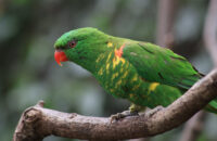 Canon RF 75-300mm F4-5.6 recenze