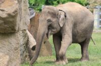 Canon RF 75-300mm F4-5.6 recenze