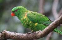 Canon RF 75-300mm F4-5.6 recenze