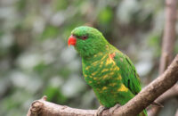 Canon RF 75-300mm F4-5.6 recenze