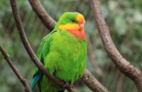 Canon RF 75-300mm F4-5.6 recenze