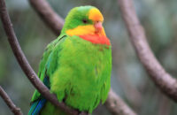 Canon RF 75-300mm F4-5.6 recenze