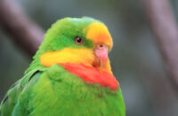 Canon RF 75-300mm F4-5.6 recenze