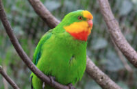 Canon RF 75-300mm F4-5.6 recenze