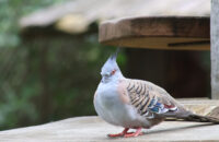 Canon RF 75-300mm F4-5.6 recenze