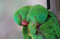 Canon RF 75-300mm F4-5.6 recenze