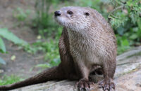 Canon RF 75-300mm F4-5.6 recenze