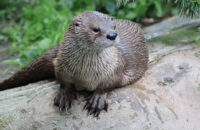 Canon RF 75-300mm F4-5.6 recenze