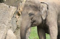 Canon RF 75-300mm F4-5.6 recenze