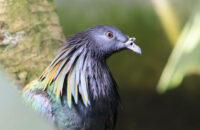 Canon RF 75-300mm F4-5.6 recenze