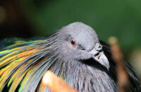 Canon RF 75-300mm F4-5.6 recenze