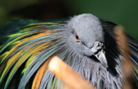 Canon RF 75-300mm F4-5.6 recenze