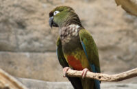 Canon RF 75-300mm F4-5.6 recenze