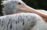 Canon RF 75-300mm F4-5.6 recenze